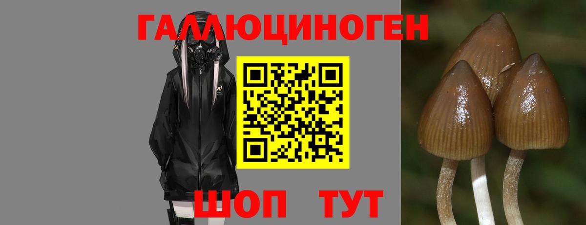 Галлюциногенные грибы GOLDEN TEACHER  Гусь-Хрустальный 